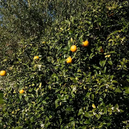 Вилла Tenuta La Moresca